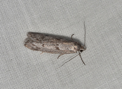 Scieropepla serina