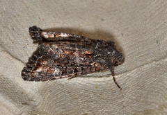 Neumichtis spumigera