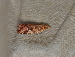 Epitymbia isoscelana