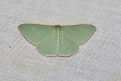 Chlorocoma assimilis