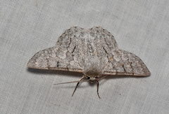 Crypsiphona tasmanica