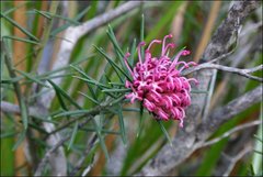 Grevillea confertifolia