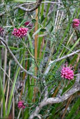 Grevillea confertifolia