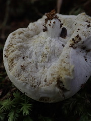 Boletus semigastroideus