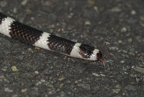 Eastern Bandy Bandy sighting