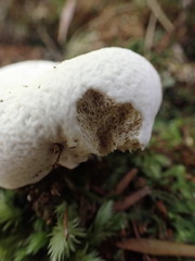 Boletus semigastroideus