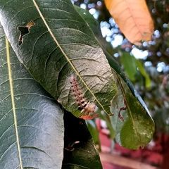 Lepidoptera