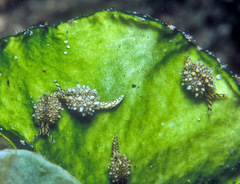 Oxynoe kylei