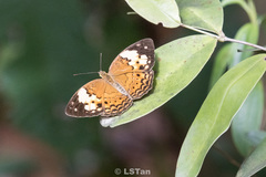 Cupha erymanthis lotis