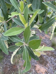 Terminalia sericea
