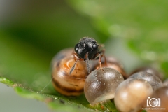 Trissolcus