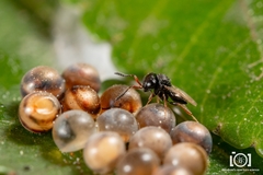 Trissolcus