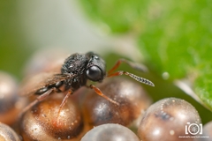 Trissolcus