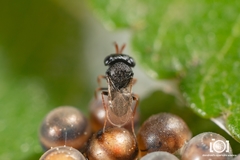 Trissolcus