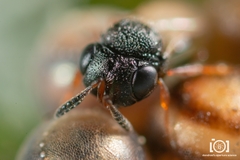 Trissolcus