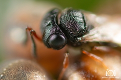 Trissolcus