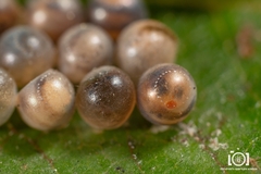 Trissolcus