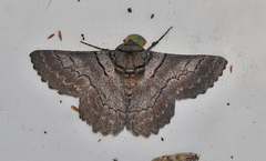 Hypobapta percomptaria