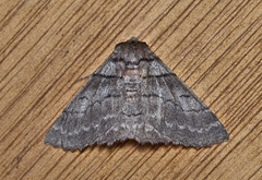 Hypobapta percomptaria