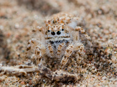 Yllenus turkestanicus