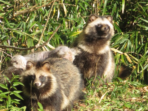Japanese Raccoon Dog