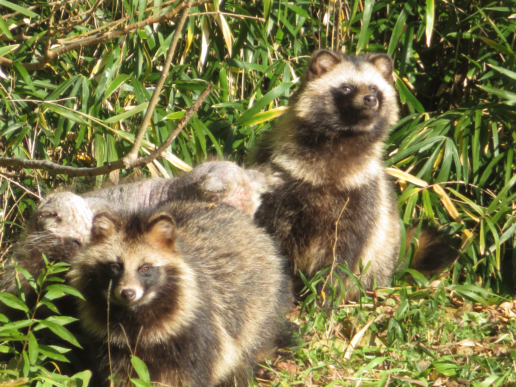 Tanuki Dog