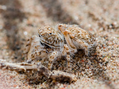 Yllenus turkestanicus