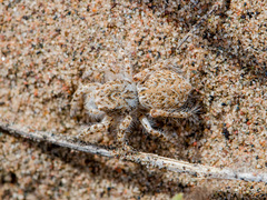 Yllenus turkestanicus