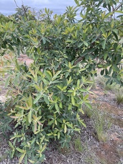 Terminalia sericea