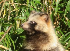 Nyctereutes viverrinus viverrinus