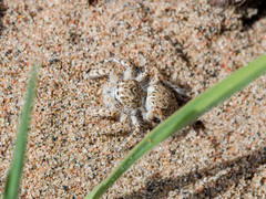 Yllenus turkestanicus