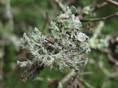 Heterodermia echinata