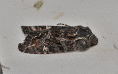 Neumichtis spumigera