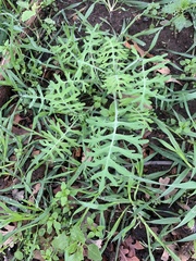 Pholistoma membranaceum