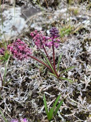 Ledebouria minima