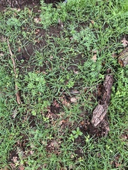 Pholistoma membranaceum