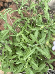 Endostemon tenuiflorus