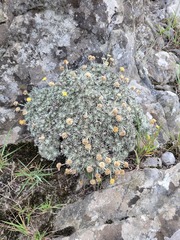Helichrysum galpinii