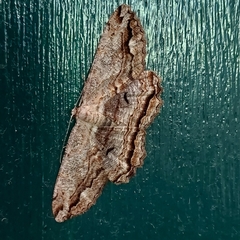Scioglyptis lyciaria