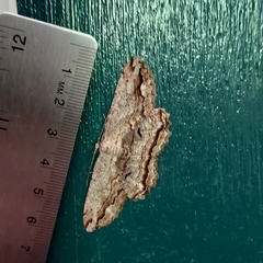 Scioglyptis lyciaria