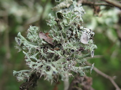 Heterodermia echinata