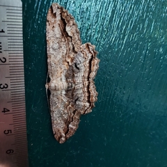 Scioglyptis lyciaria