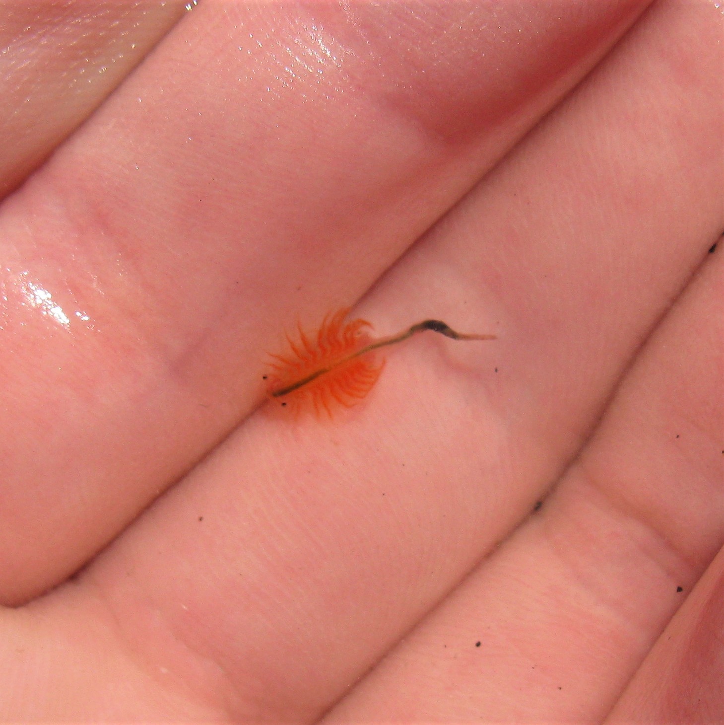 Artemia salina (Linnaeus, 1758)