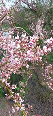 Olneya tesota