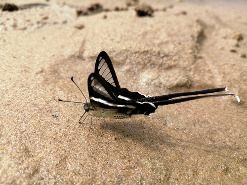 White Dragontail Butterfly