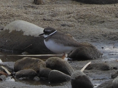 Charadrius placidus