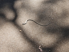 Pygopodidae
