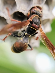 Polistes humilis humilis
