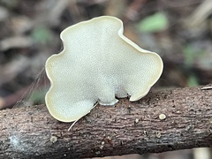 Favolus acervatus