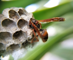 Polistes humilis humilis